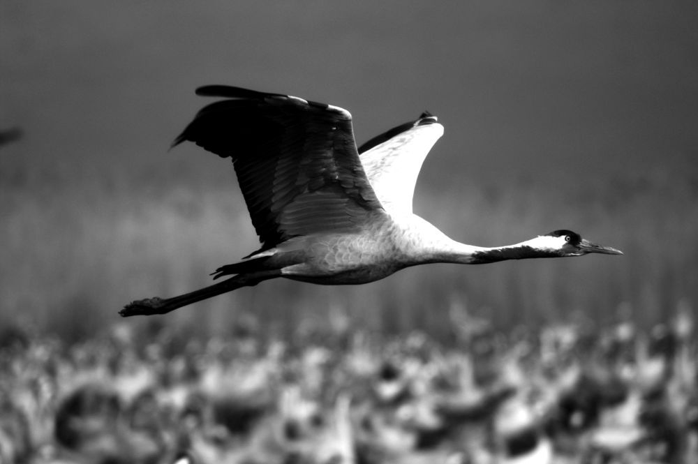 Фотография автора Pavel Bernshtam