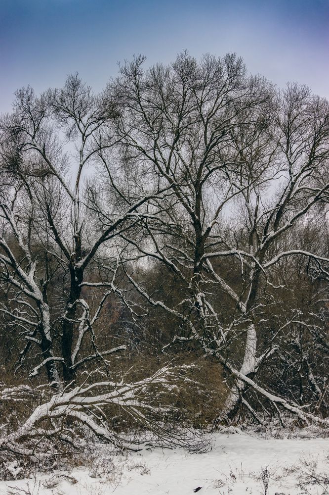 Снег в ноябре