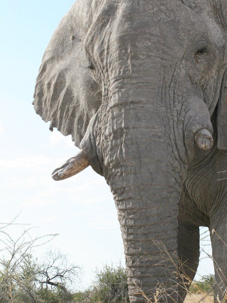 Фотография автора Grant Botha