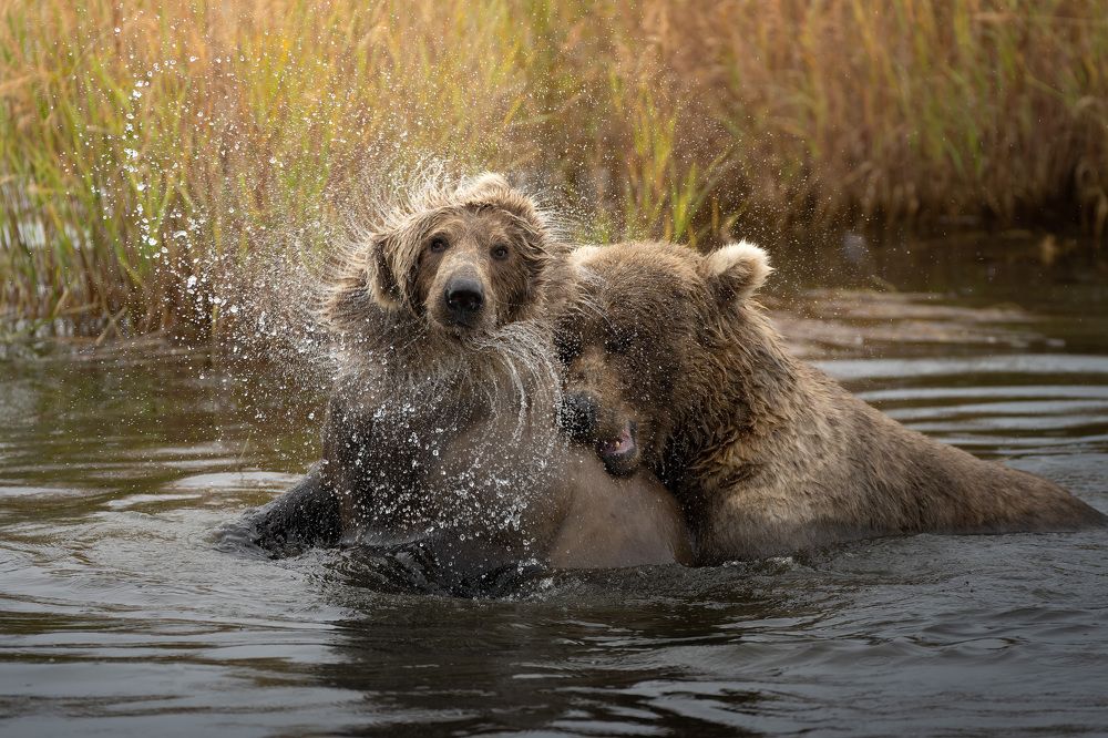 Play-fighting bears