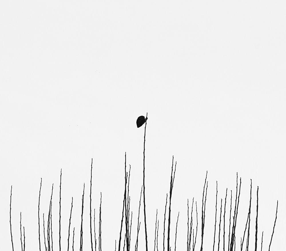 Фотография автора Mohammad Mohseni