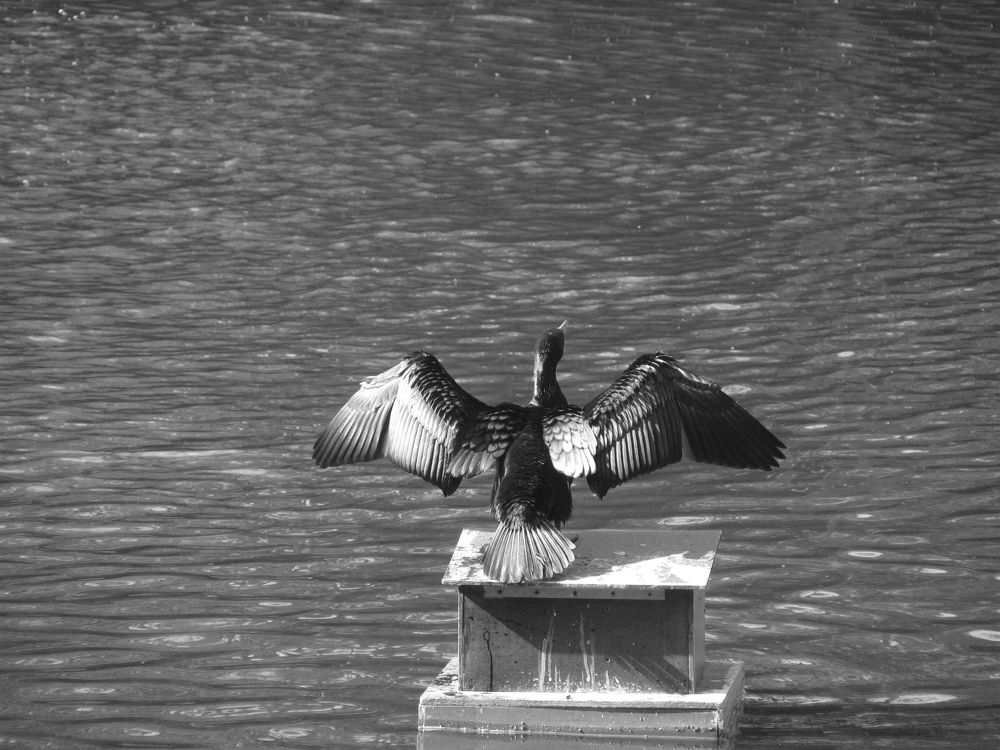 The bird spread its wings