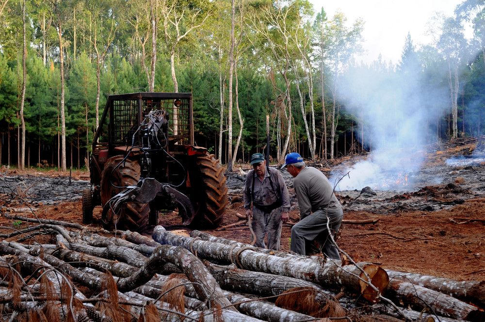 Trabajadores del Monte