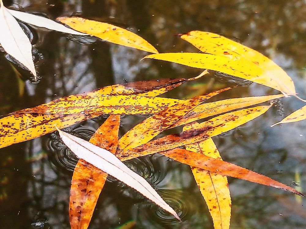Photograph by Николай Боярин