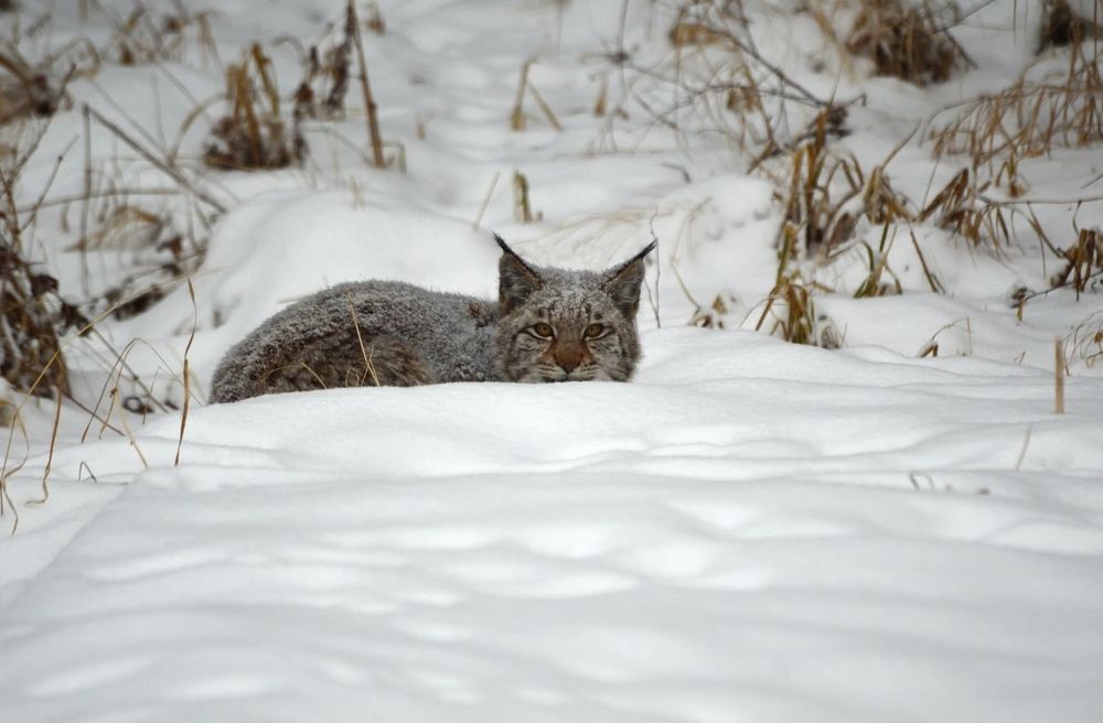 Young Lynx (lat. Lynx) in the winter snowdrifts of Eastern Siberia.