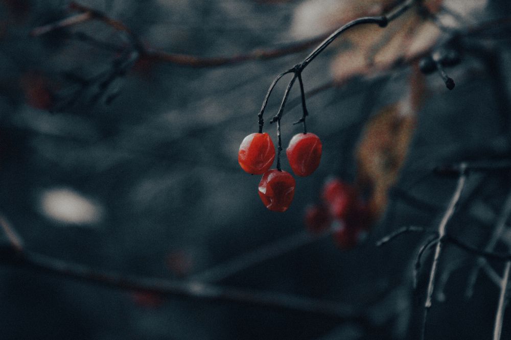 Photograph by Alina Berns