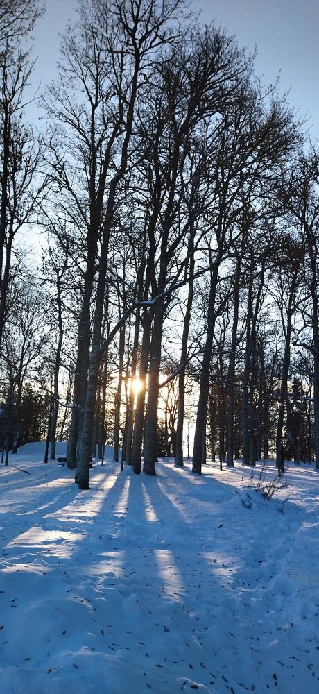 Декабрь в парке