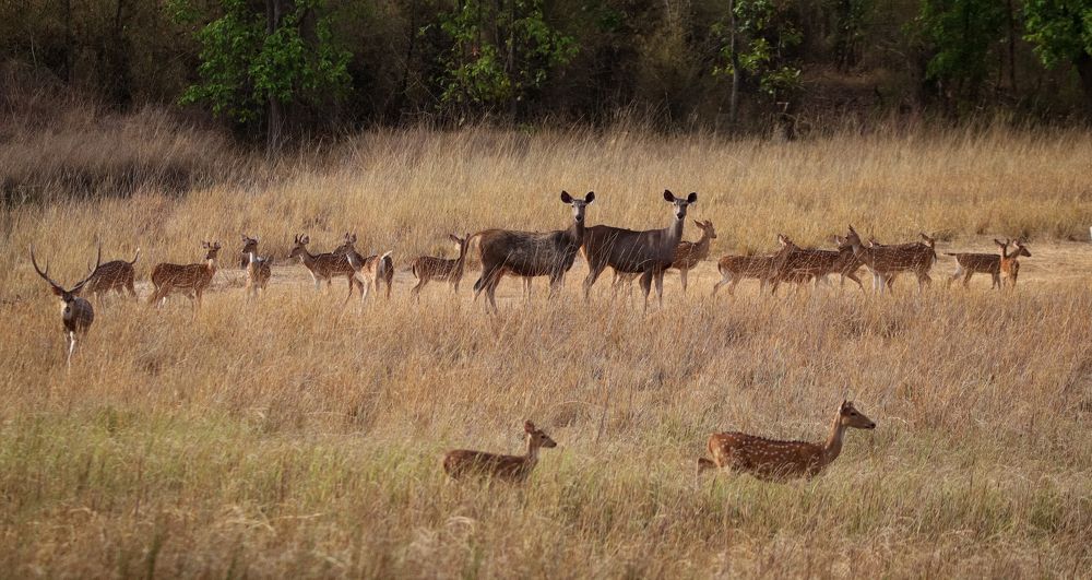 Photograph by Rajeswar Rao Allam