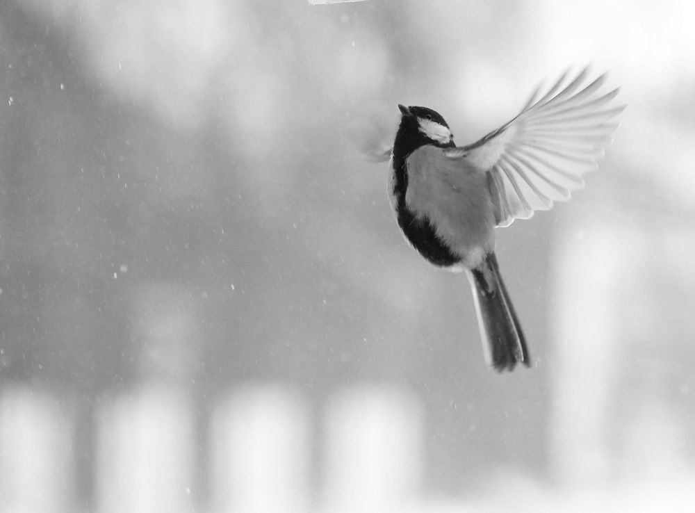 Photograph by Леунина Людмила