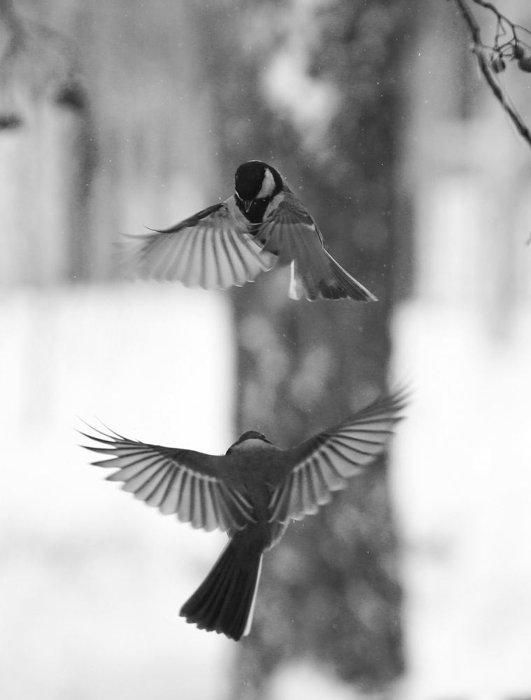 Photograph by Леунина Людмила