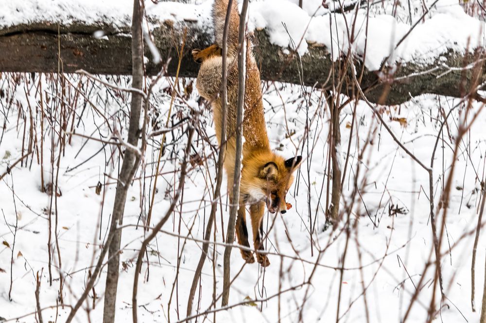 Photograph by Николай Диордиев