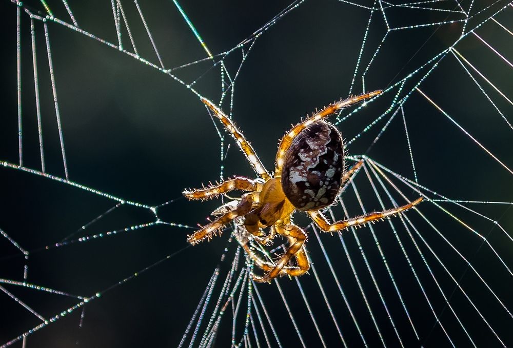 Photograph by Виктор Рыков