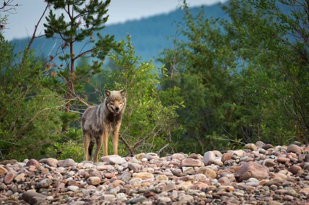 Фотография автора Павел Глушков