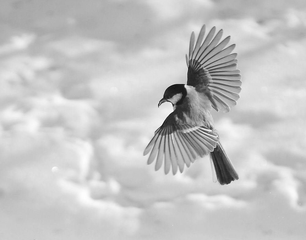 Photograph by Леунина Людмила