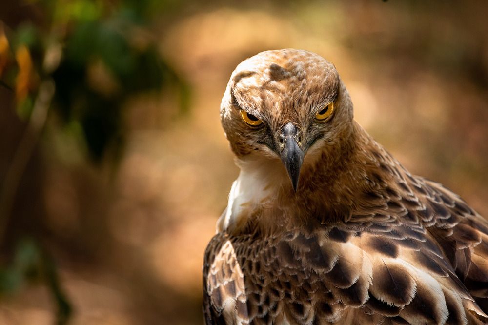 Photograph by Thusitha Dananjaya