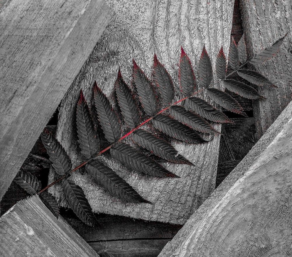 Кровавые листья / Bloody Leaves