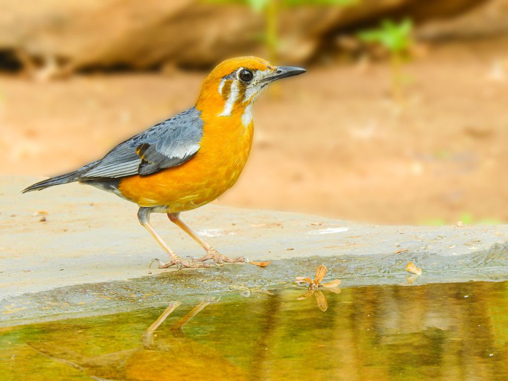 Photograph by Arnav Patwardhan