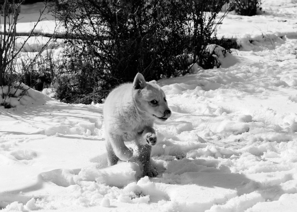 Photograph by Farkhad