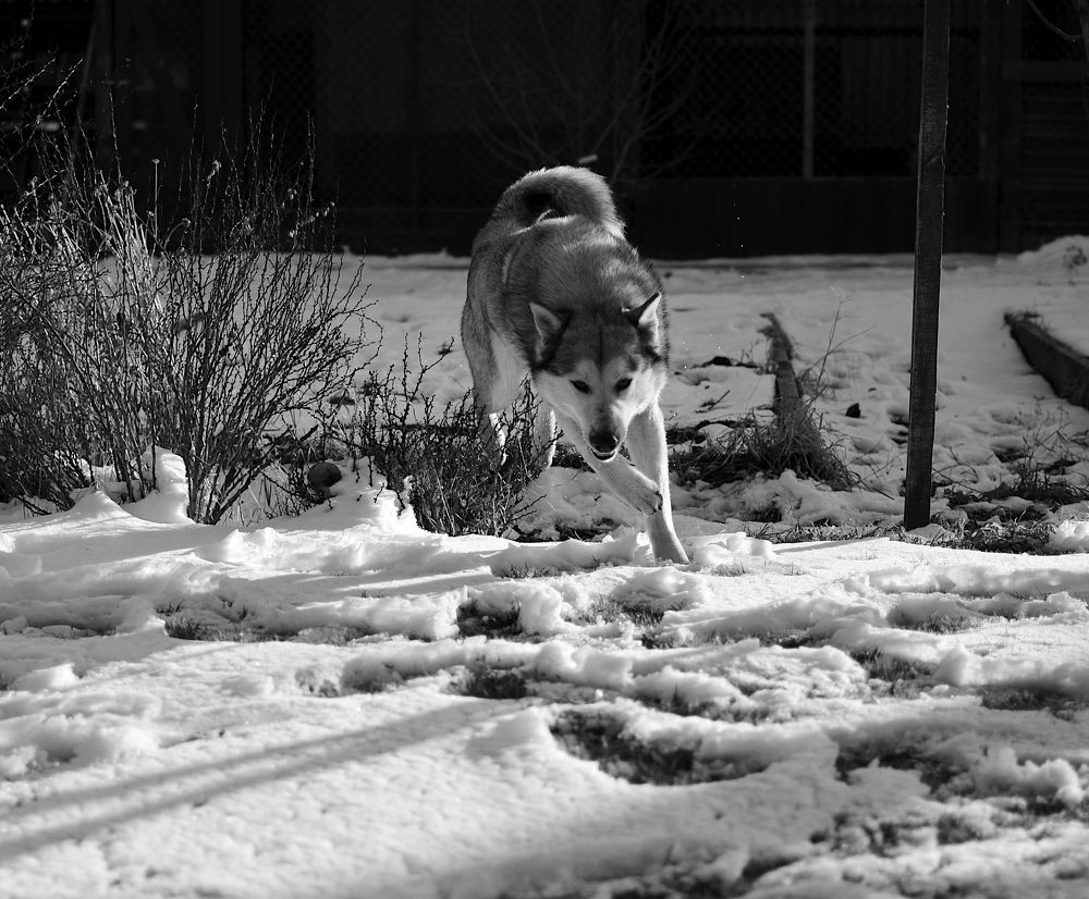 Photograph by Farkhad