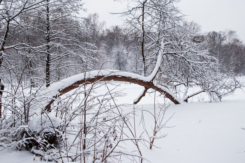 Photograph by Ирина Саломатина