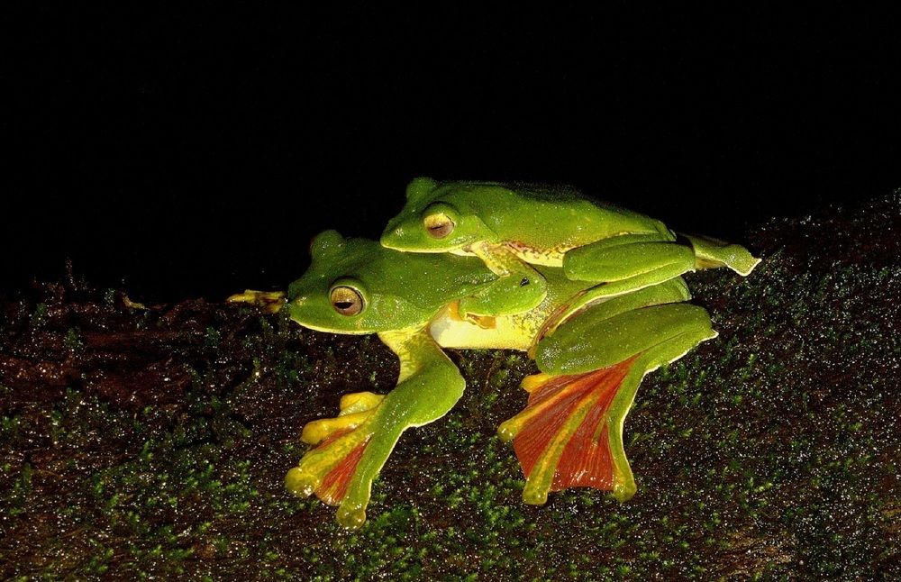 Malabar Gliding Frog