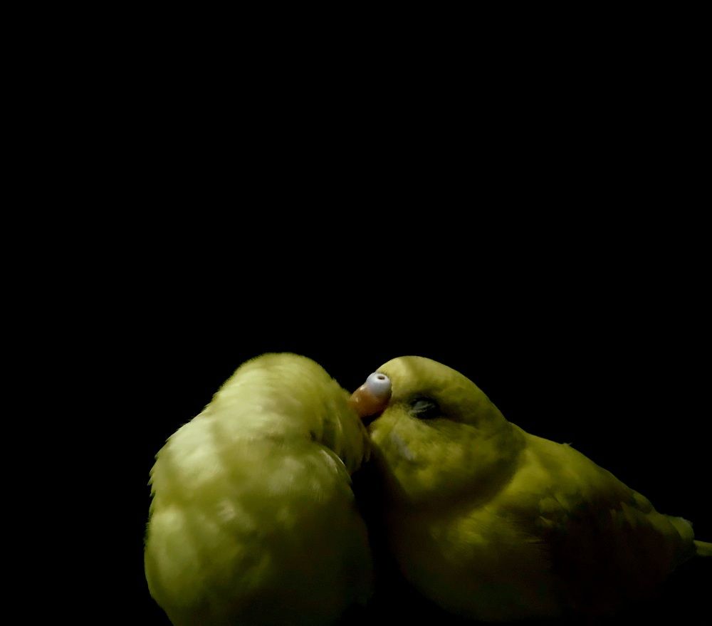 Photograph by Nirupoma Rodela