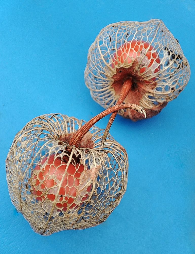 Кружево осени / Autumn Lace