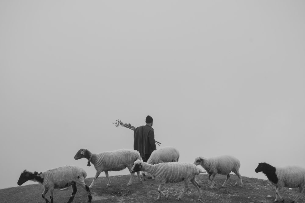 The Shepherd