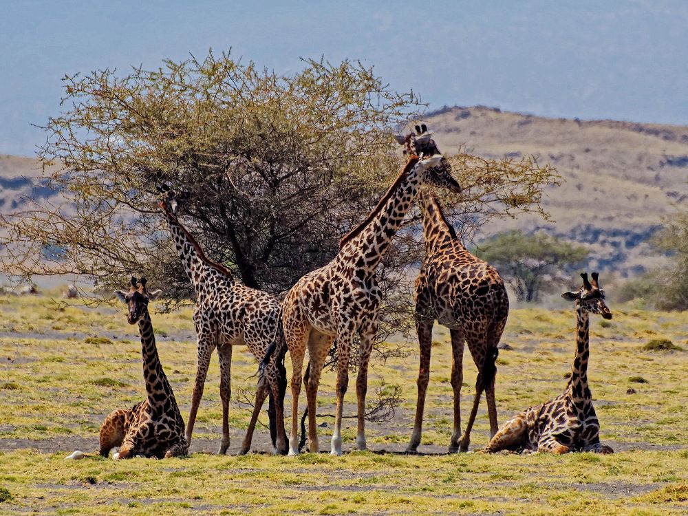 Танзанийские жирафики.