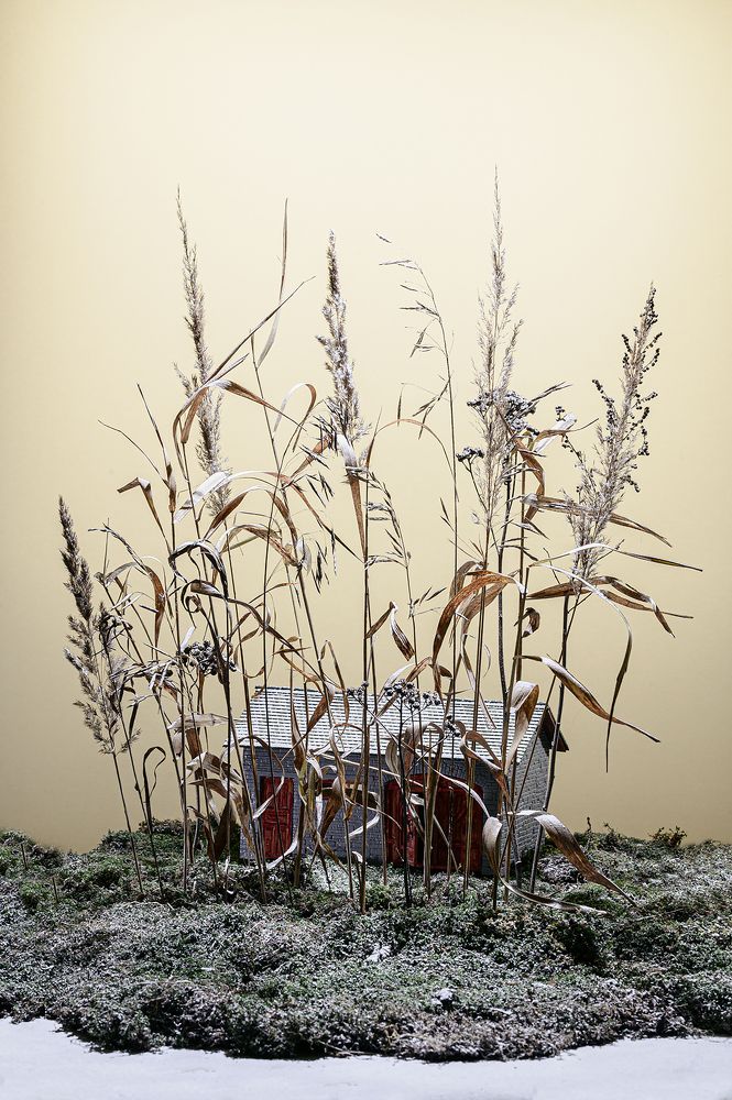 Восход морозным утром на болоте