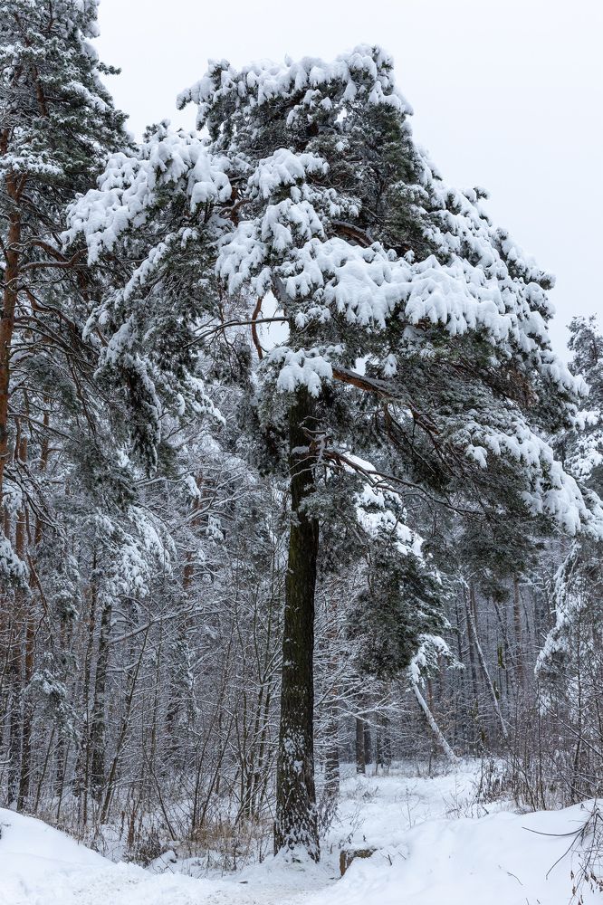 Photograph by Ольга Гирусова