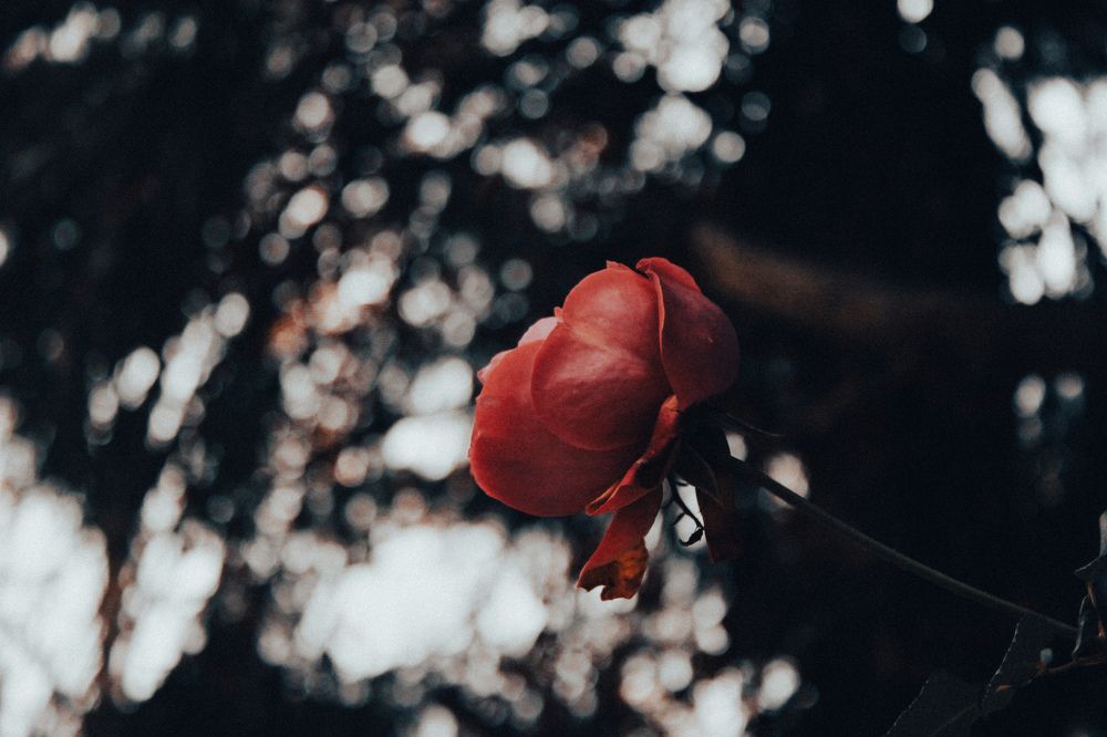 Photograph by Alina Berns