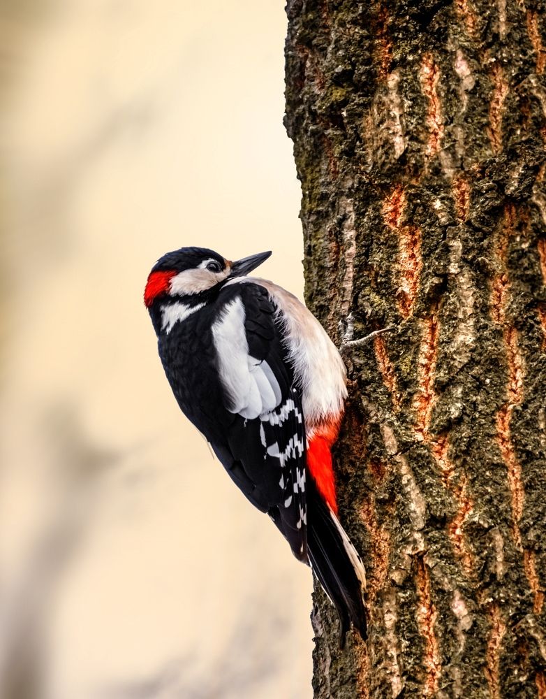 Woodpecker