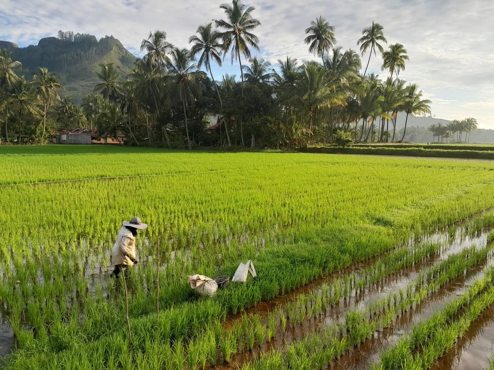 An Old Woman and Morning View at Rice Field