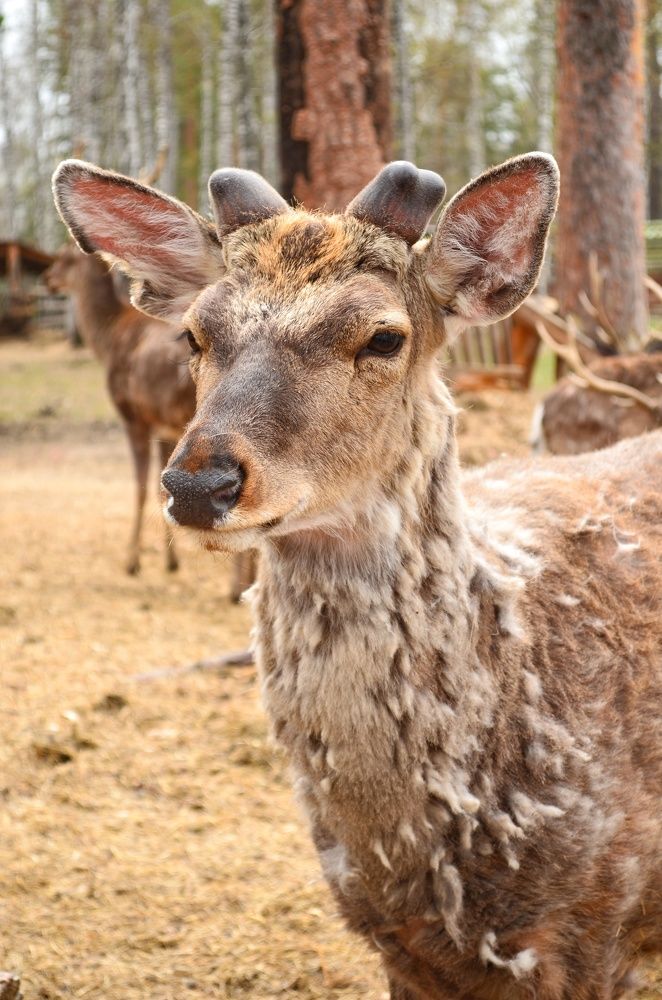 Photograph by Максим Солдатенко