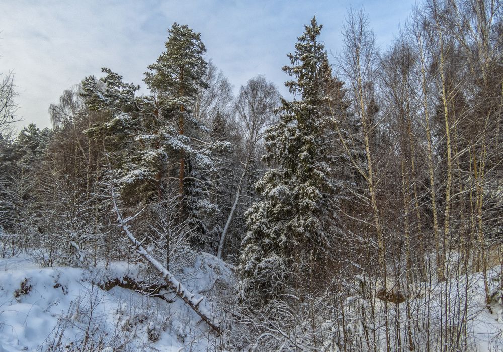 Зимний овраг