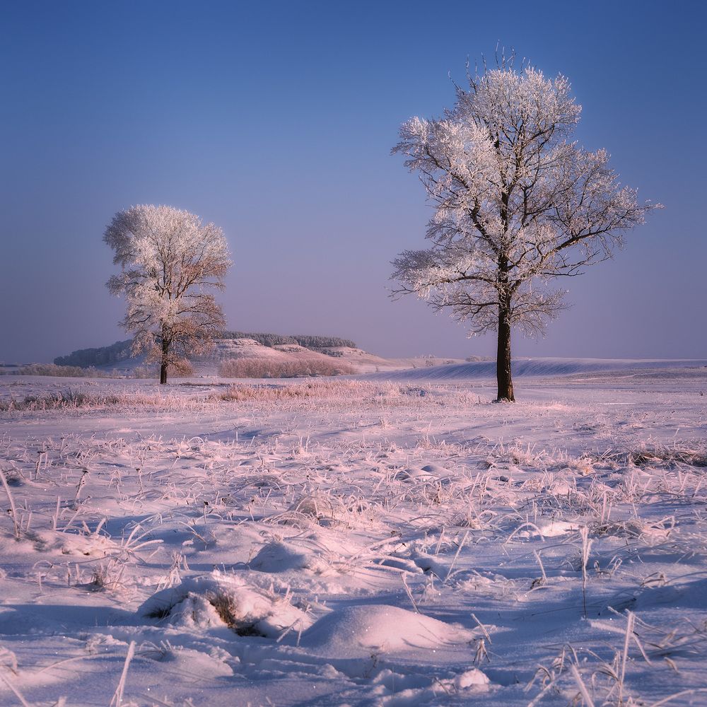 Укутаны снегом, погружены в грезы...