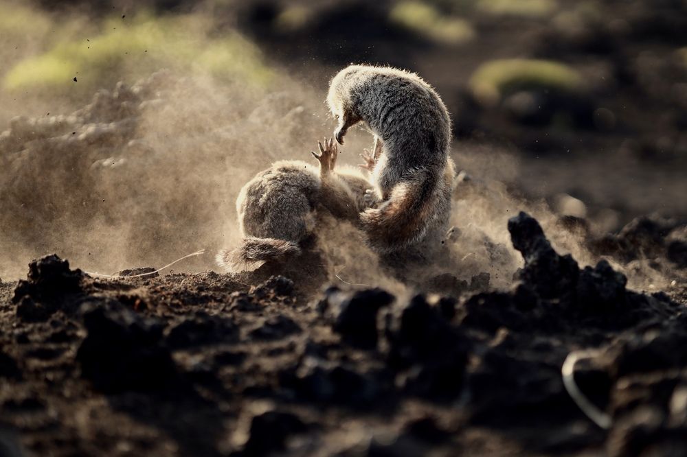 Фотография автора Мария Бородулина