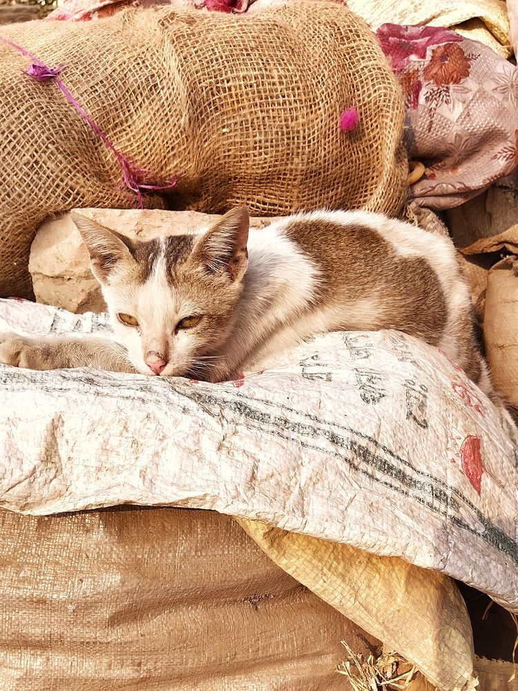 Boozy-woozy drowsy kitty