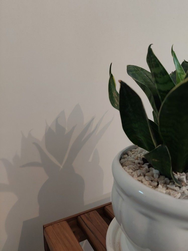 Photo #8517420