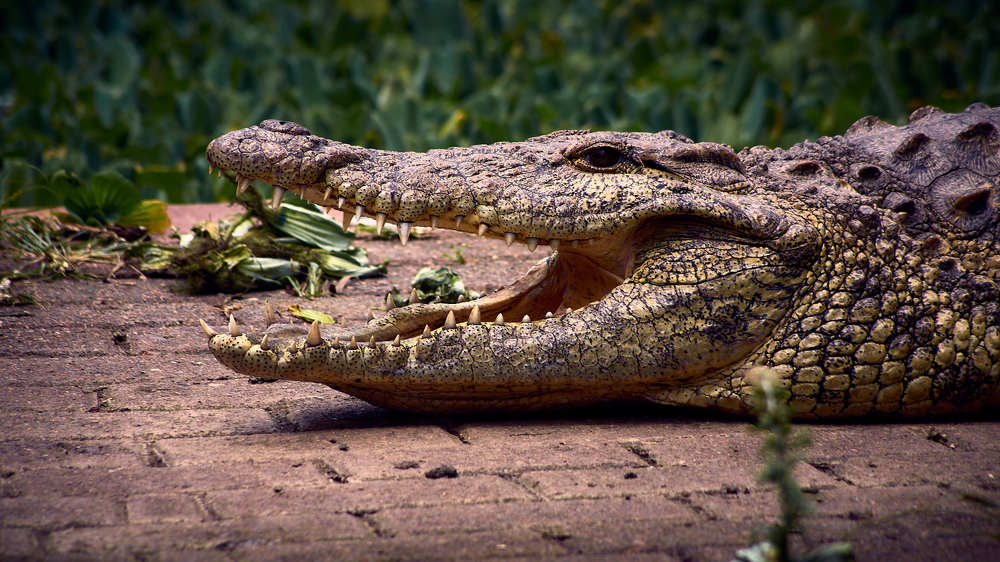 Фотография автора Вячеслав Владимирович