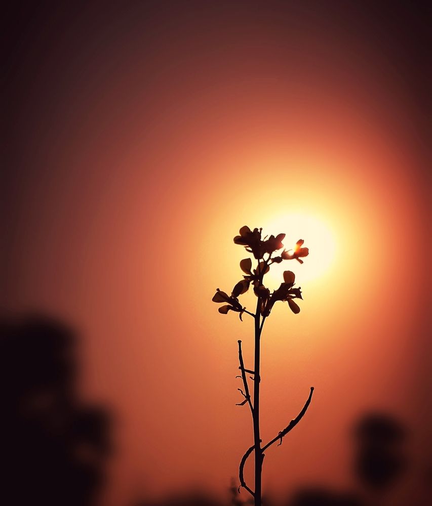 Photograph by VANDNA SINGH