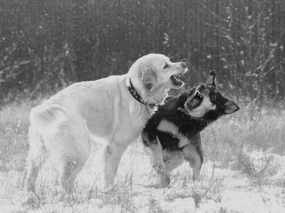 Photograph by Светлана Богомолова