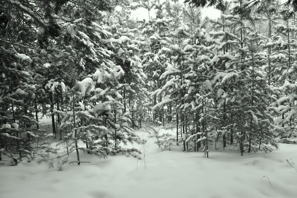 Photograph by НИНА АВЕРЬЯНОВА