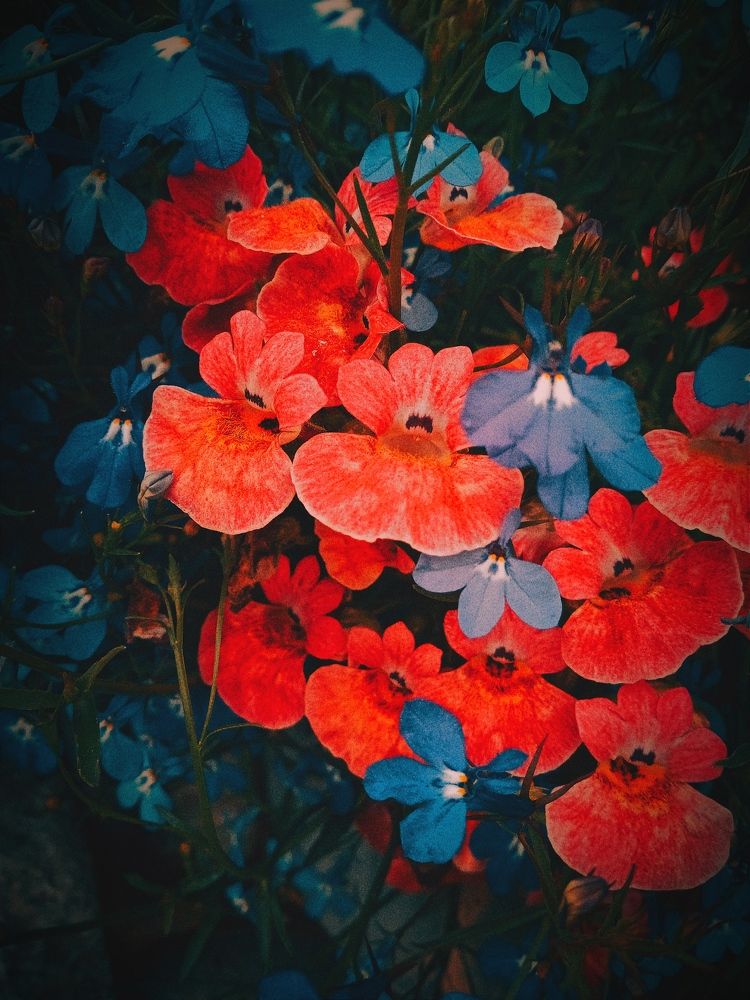 Photograph by Нина Мехнина