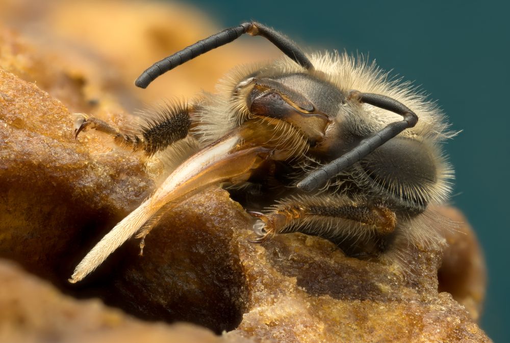 The birth of a bee