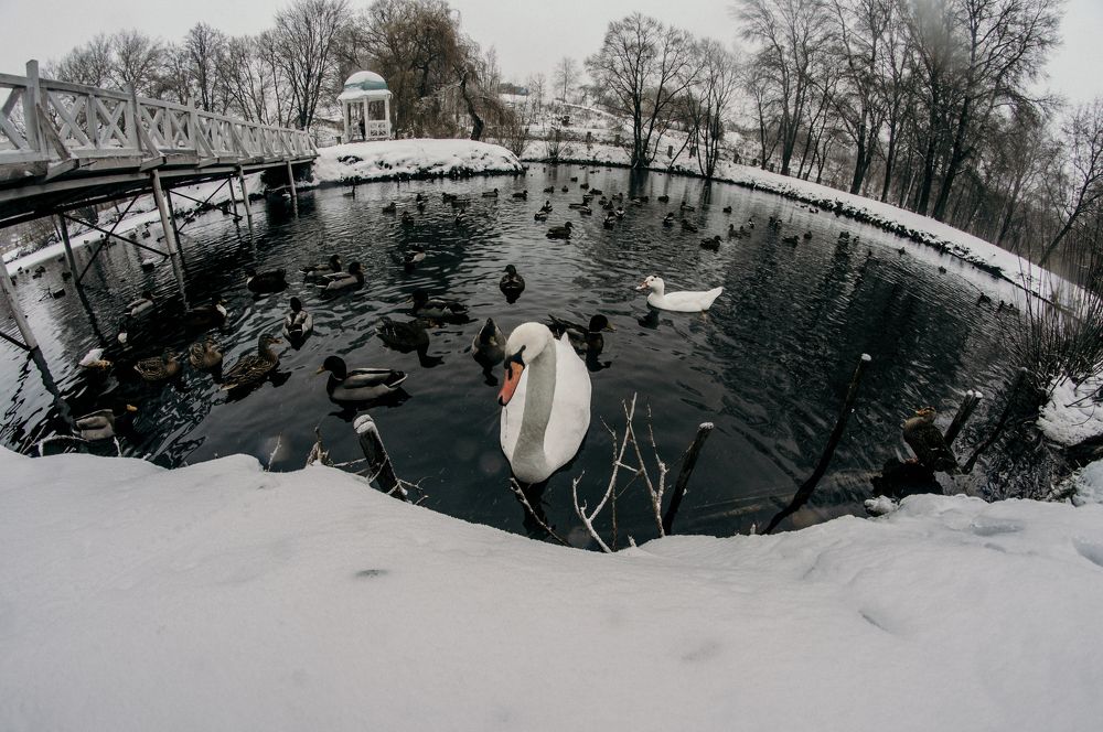 Photograph by Сергей Золотоверхий