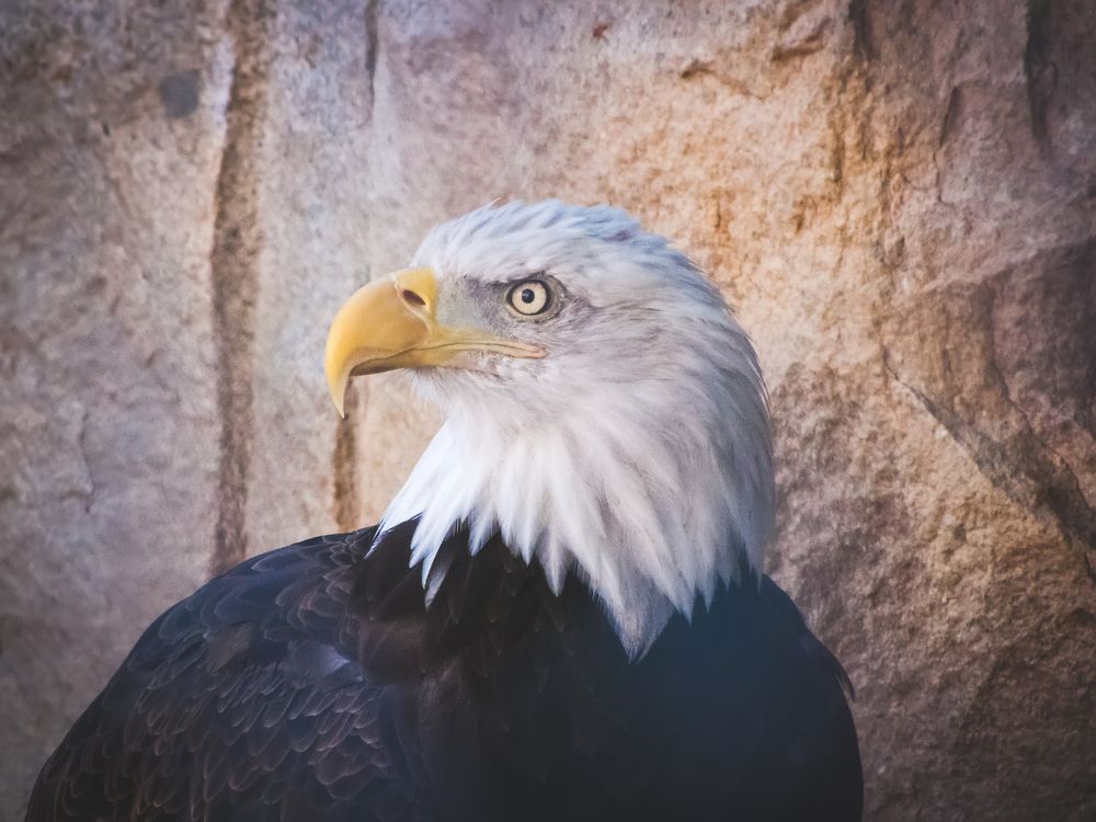 Portrait of American Bald Eagle, symbol of freedom of the United States of America.