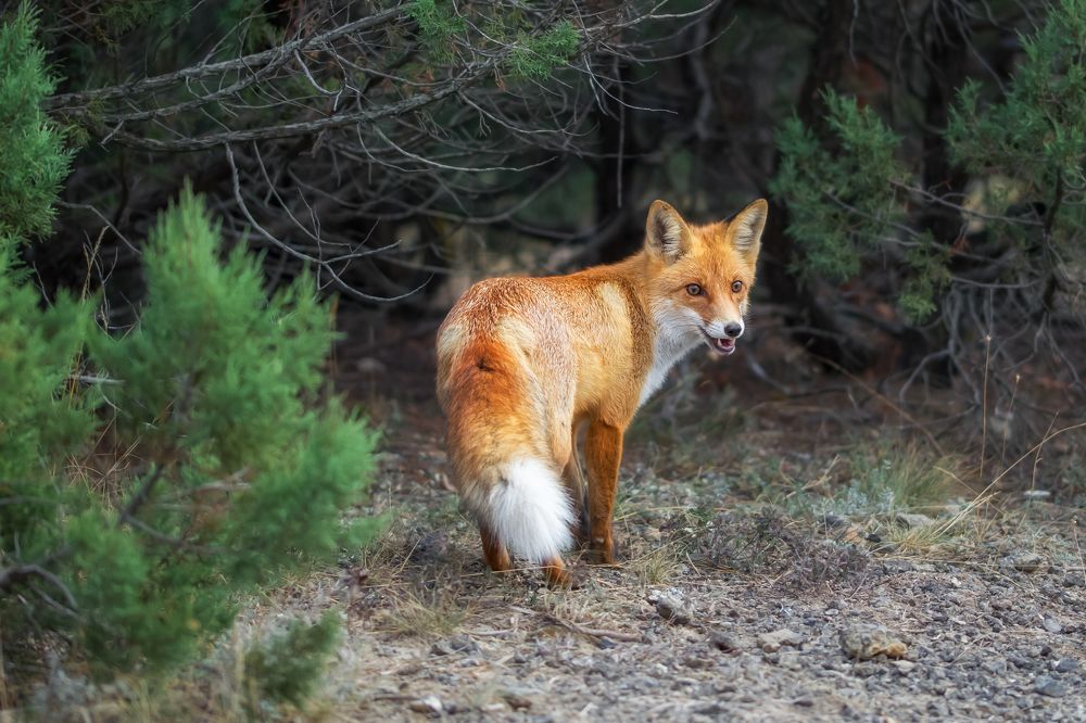 Фотография автора Дмитренко Екатерина