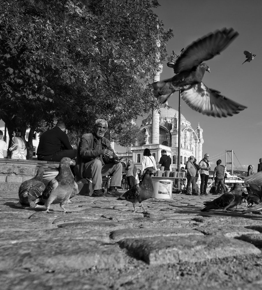 Pigeons of Istanbul